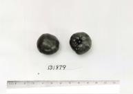 Click for 1 image(s) for this accession. FRUIT